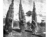Papyrus, the bulrush of the Bible. These Beduin women pull the long stems, bind them into bundles and carry them home where they will weave the reeds into tenting and mats.